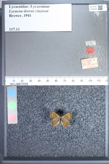 Media type: image;   Entomology 64536